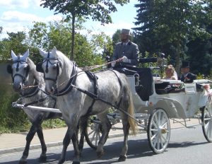 1 (7) Two white horses pull a white carriage with a pair of