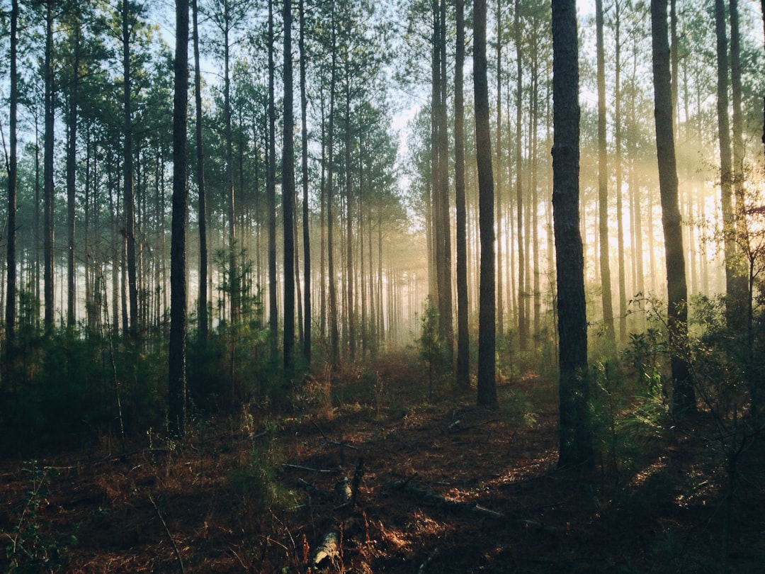 Sonnenlicht fällt durch hohe Kiefern in einem stillen Wald, der Boden ist mit Nadeln und kleinen Pflanzen bedeckt.
